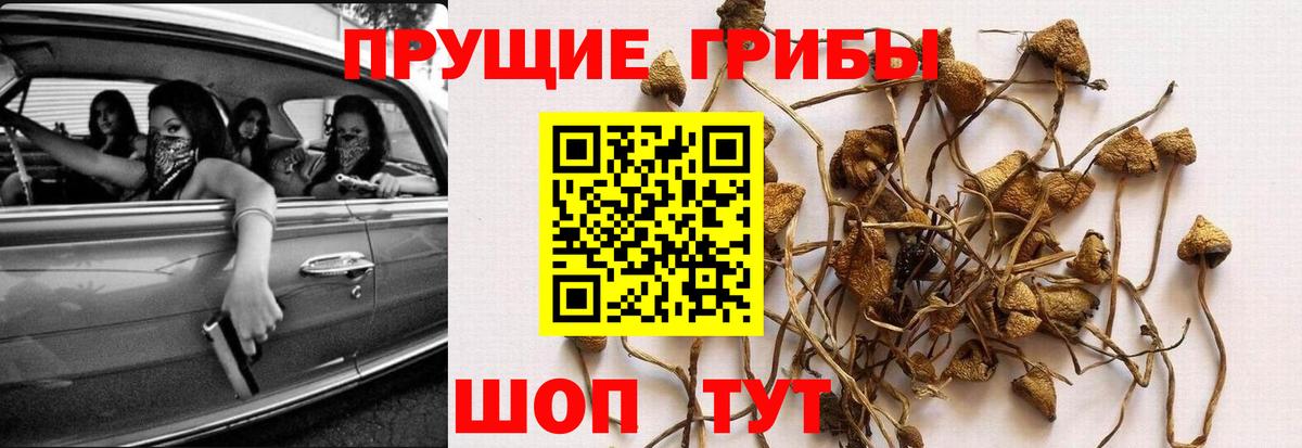 Псилоцибиновые грибы Cubensis Десногорск